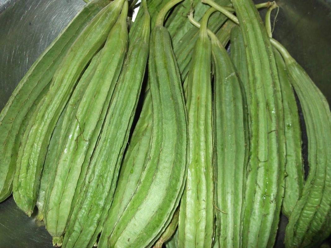 Arlo Vegetable Seed RIDGE GOURD - Hybrid Turai/Tori/Luffa/Jhinga Seed-Pack of 25 Seed (B07G5KKQ7M) Amazon Price History, Amazon Price Tracker