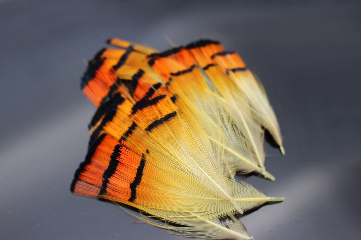 Golden Pheasant In Fly Tying Materials For Sale | UK - Foto 5