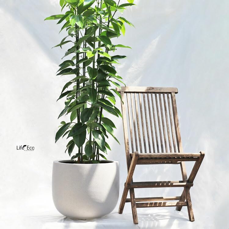 Amazon｜観葉植物 大型 シナモン（セイロンニッケイ） / 10寸・約W60cm