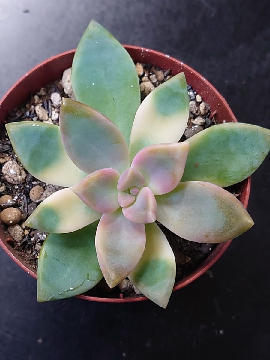 Amazon.co.jp: 多肉植物 韓国苗 桜牡丹 変異錦 : おもちゃ Amazon.co.jp: 多肉植物 韓国苗 桜牡丹 変異錦 : おもちゃ