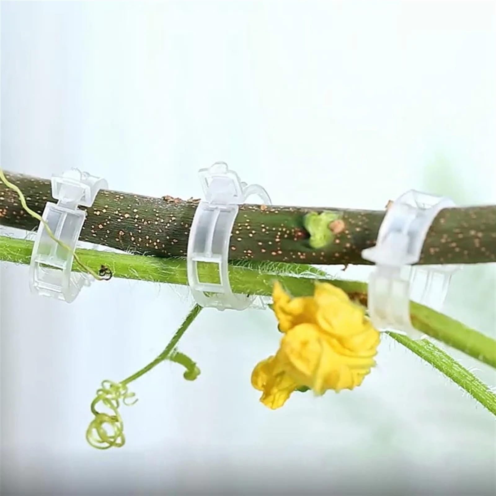 Mollette di sostegno per piante da giardino, Clip di supporto for piante in PP da 3 cm/1,8 pollici riutilizzabili for innesti di vite 50/100/150/200 pezzi(150pc)