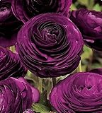(Persian ButtercuptAmbizu 2015 HOT 50pcs Ranunculus Asiaticus Flower Seeds Persian Buttercup Seed Flower Bulbs (Persian 07)
