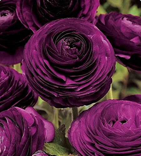 (Persian ButtercuptAmbizu 2015 HOT 50pcs Ranunculus Asiaticus Flower Seeds Persian Buttercup Seed Flower Bulbs (Persian 07) (Persian ButtercuptAmbizu 2015 HOT 50pcs Ranunculus Asiaticus Flower Seeds Persian Buttercup Seed Flower Bulbs (Persian 07)
