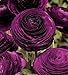 (Persian Buttercupt *Ambizu*) 2015 HOT 150pcs Ranunculus Asiaticus Flower Seeds Persian Buttercup Seed Flower Bulbs (Persian 07)