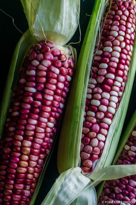 Oakwood Farms Imported Red & Black Color Sweet Corn Vegetable Seeds For Gardening (Pack Of 30 To 40 Seeds) (B0CWPRYJQB) Amazon Price History, Amazon Price Tracker