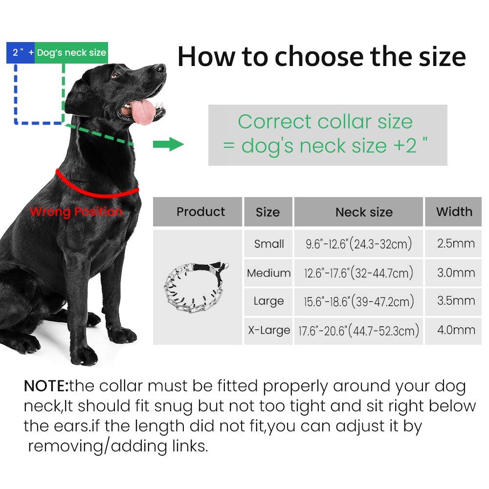 Where Should A Collar Sit On A Dog