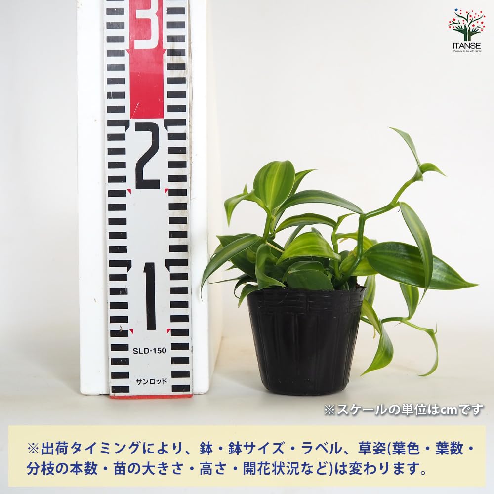 Amazon.co.jp: ITANSE バニラの木 3号 2個セット 花木苗 観葉