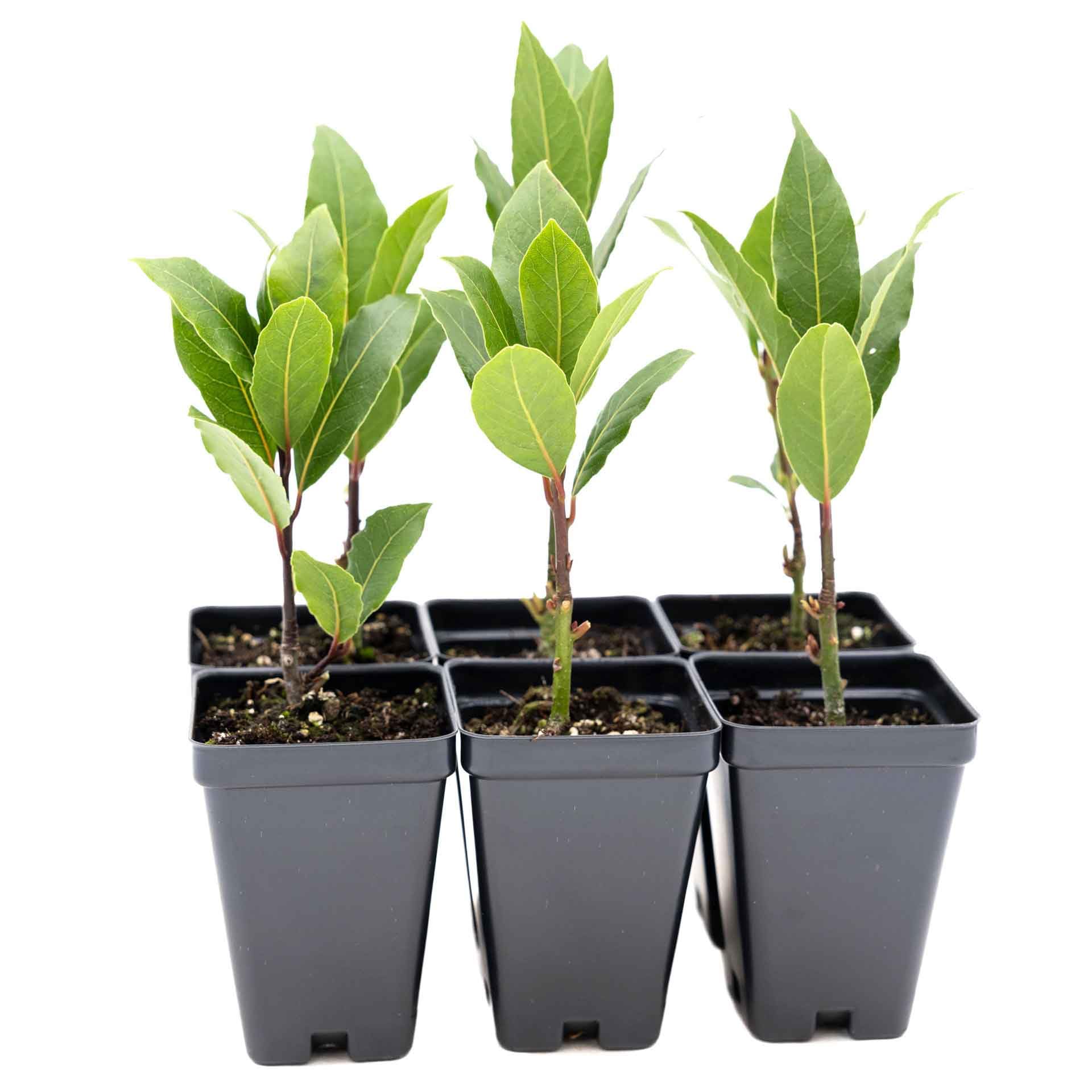 6 Bay Laurel Plants