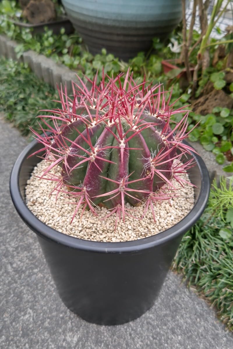 Amazon｜サボ 赤鳳 セキホウ 8号 希少品 ビッグサイズ 本物 観葉植物