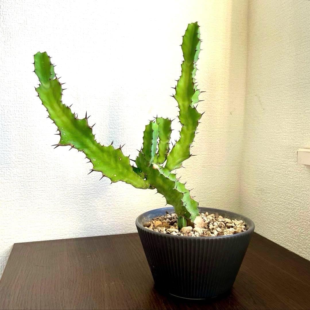 未使用 蔵珍窯 染付色絵魚型 向付 5枚組 蟹 未使用 蔵珍窯 染付色絵魚型 向付 5枚組 蟹