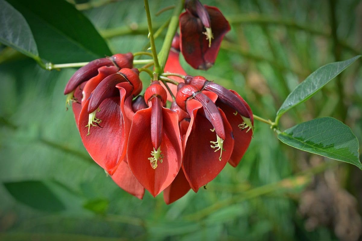 Astone di Erythrina Crista-Galli, Albero del Corallo, Alberatura fiorita altezza 60-70cm