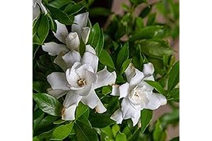 Fool Proof Gardenia