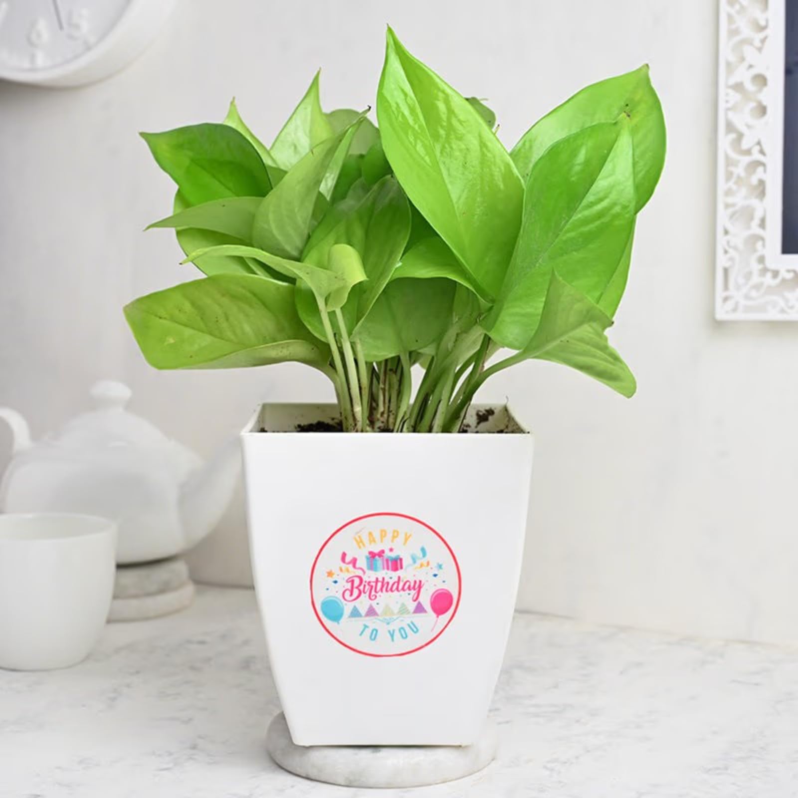 Live Syngonium Plant - Birthday Gift | Same Day Delivery -7
