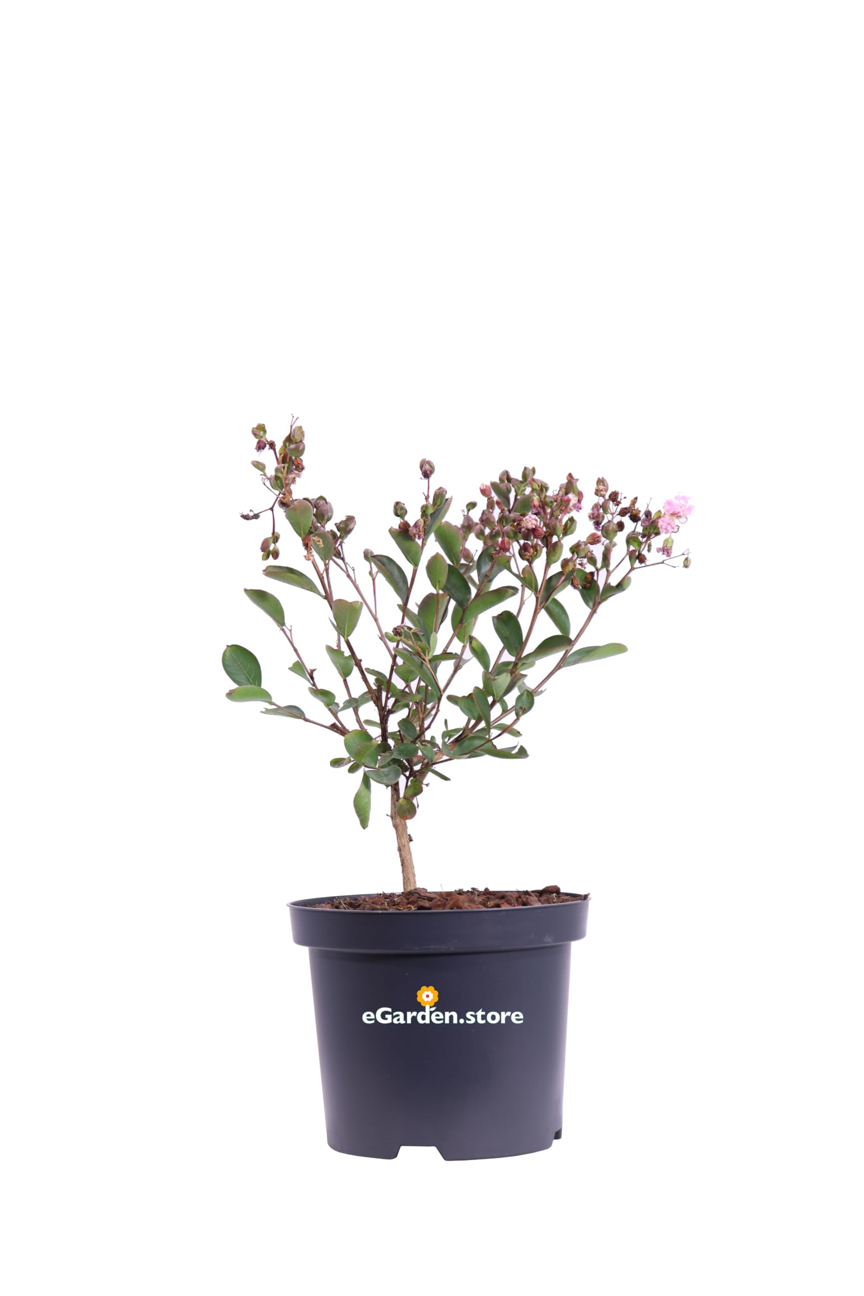 Pianta di Lagerstroemia Indica pianta da esterno pianta da giardino pianta da fiore pianta ornamentale pianta di Lagerstroemia vera venduta da eGarden.store (Choco Pink v.19 cm)