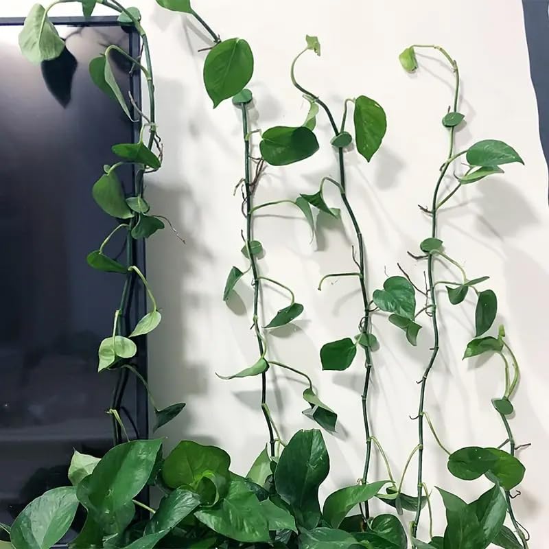 Yitobici Lot 60 Supports Muraux Plantes Grimpantes - Clips Feuilles Décoratifs Intérieur - Fixation Sans Perçage Pour Pothos, Lierre