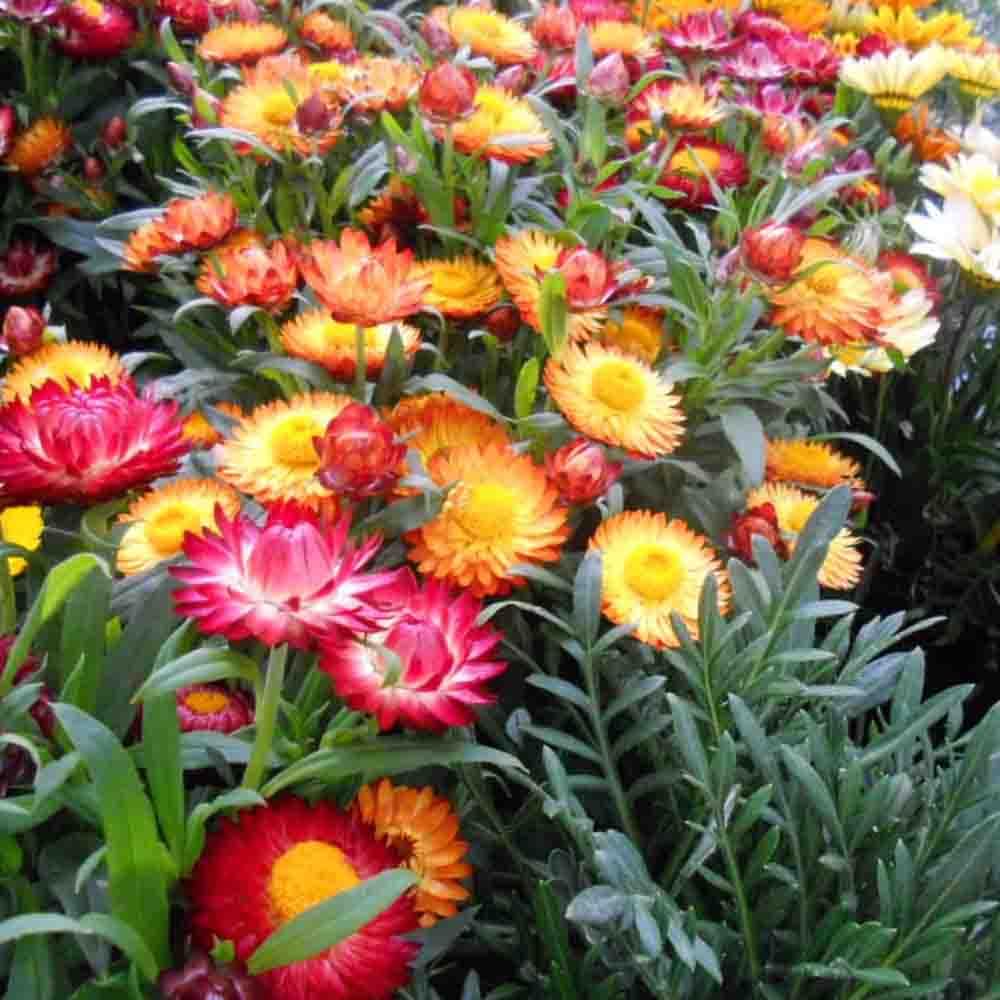 50 Mixed Dwarf Strawflower Seeds UK Everlasting Paper Daisy Annual Garden Plants
