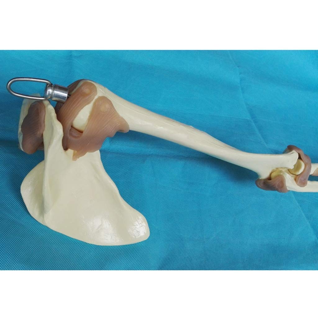 Modèle d'enseignement, modèles scientifiques de l'anatomie humaine - 1: 1 - Modèle fonctionnel d'articulation du membre supérieur - Modèle fonctionnel du ligament du squelette - Pour l'éducation médic