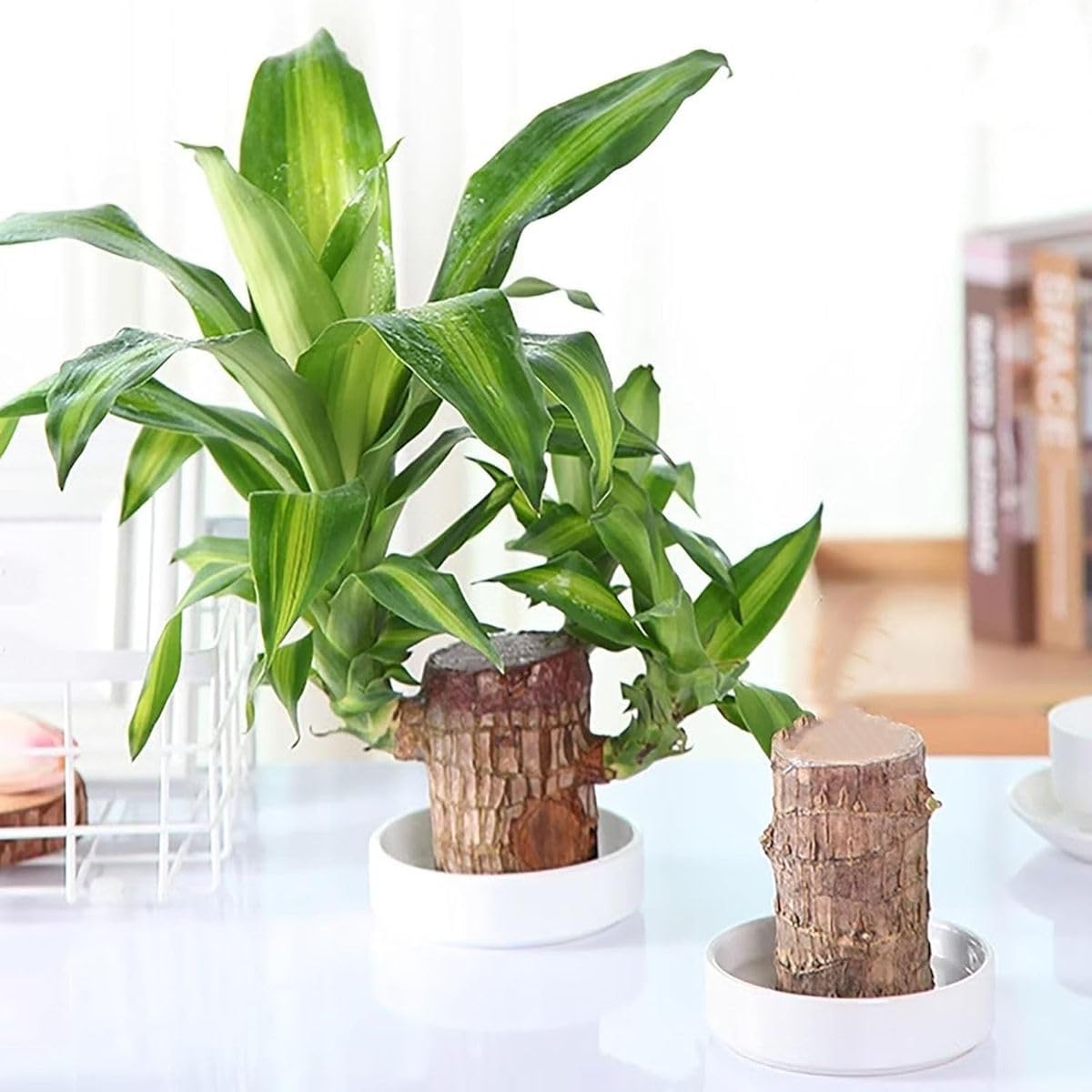 Lucky Wood Live Plant(pack of 1)(RIKIYA3) | Air Purifying, Low Maintenance, Office & Bedroom Decor, Easy Care, Lucky Plant-image-23