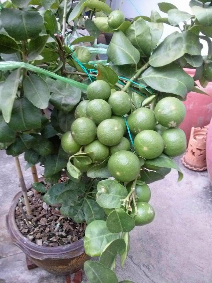 Kolkata Patti Lebu/Lemon Live Fruit Plant & Tree For Home Gardening (1.5-3.5 Ft Plant Hight) Hybrid Lemon Plant (Pack Of 1)