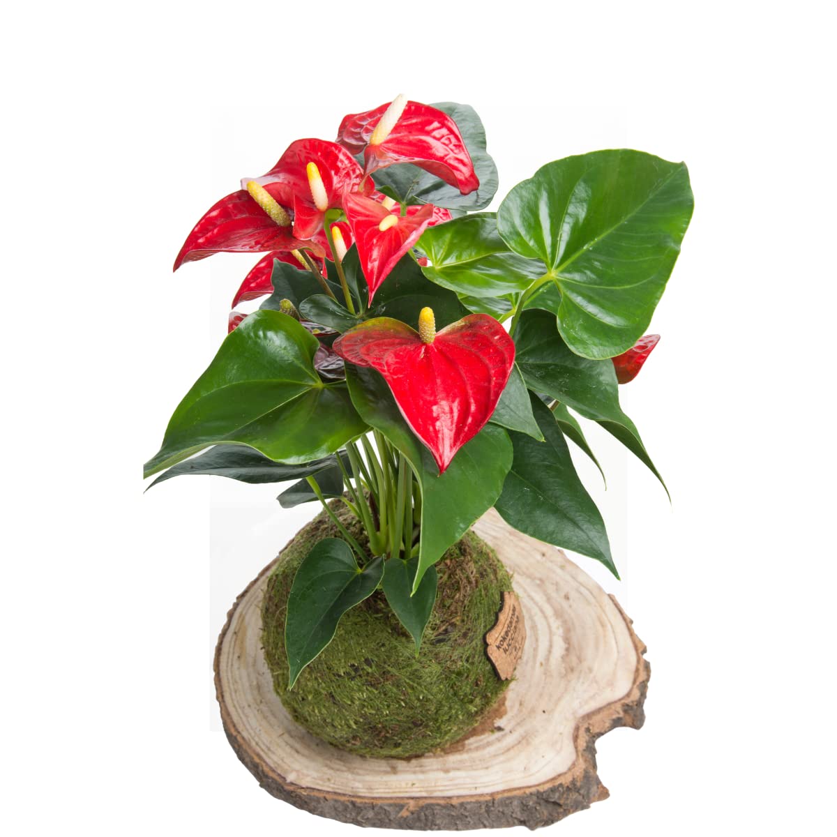 Kokedama Anturio Rojo - Kokedama Interior | Bola de Musgo Vivo | Planta Natural | Planta Interior | Decoración Hogar | Fácil Cuidado y Mantenimiento — view 2