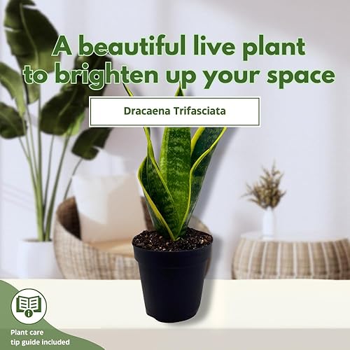 Miniatura 3 de BubbleBlooms Planta de serpiente abigarrada en maceta clásica de 4 pulgadas Dracaena trifasciata Lengua de Vaca, Lengua de Vaca