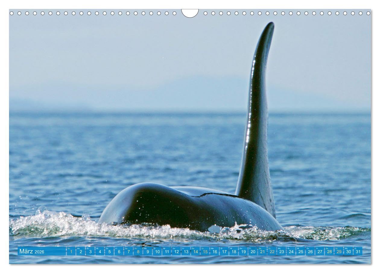 Orcas: Schwarz-weiße Giganten (Wandkalender 2026 DIN A3 quer), CALVENDO Monatskalender: Orcas: Majestätische Meeresakrobaten (CALVENDO Tiere)