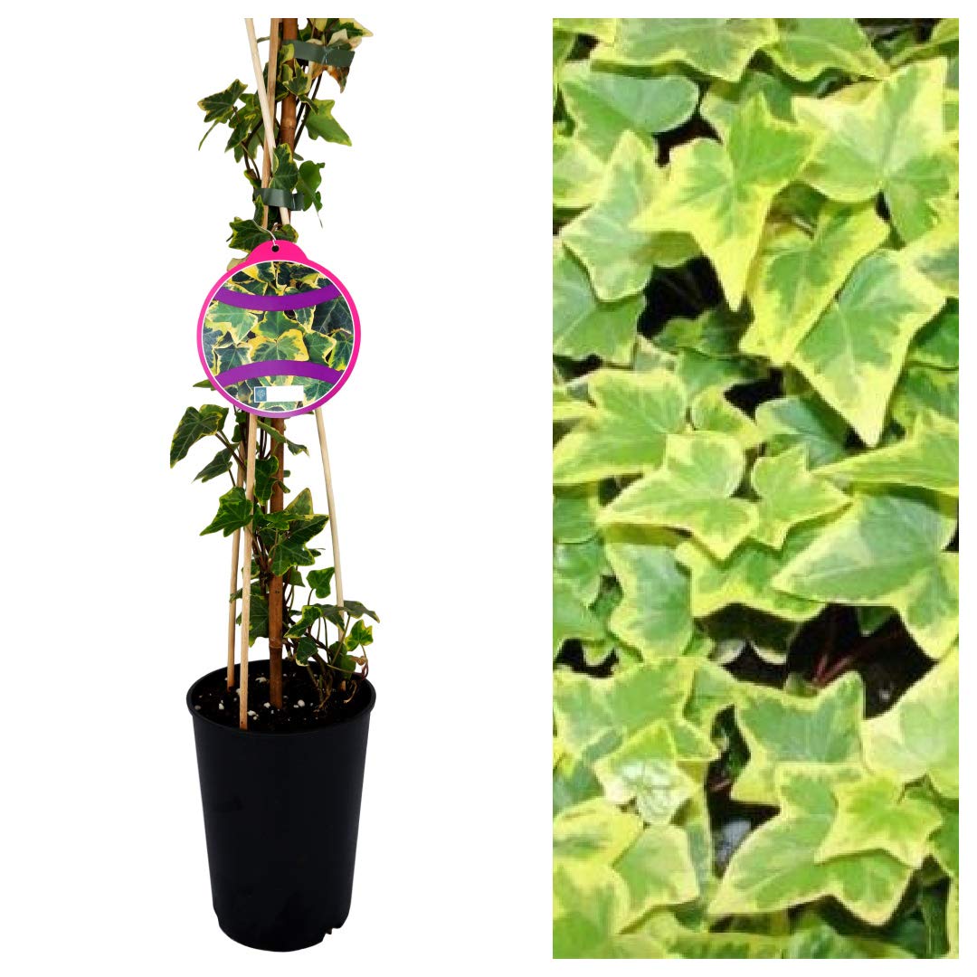 Hedera Ivy 'Goldchild' Climbing Ivy Plant - Around 60cm in Height - Established Ivy Vine for The Garden