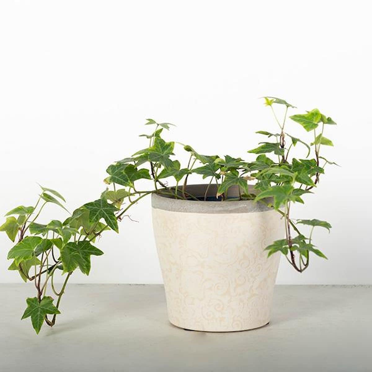 212 Main Beige Paisley Pattern with Gray Rim Planter