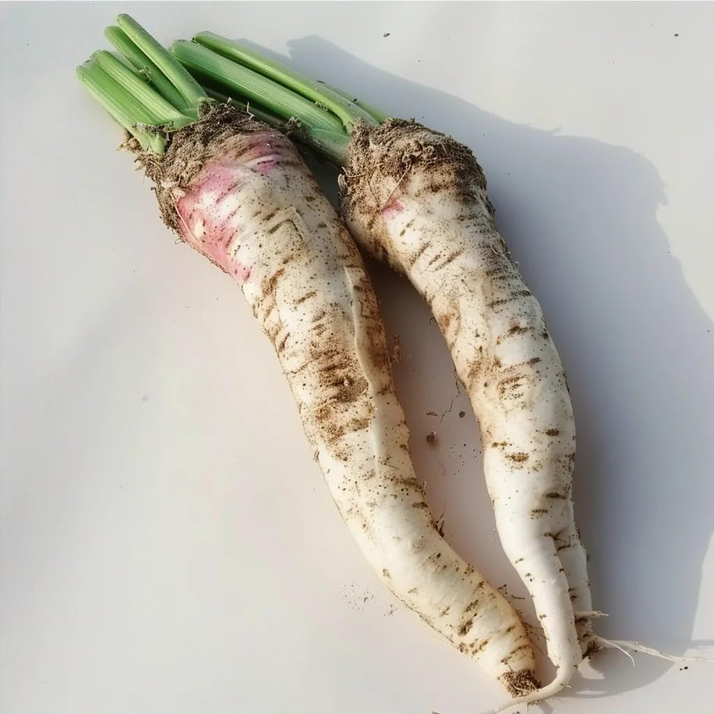 150 Horseradish Seeds - SemiSauvage Permaculture