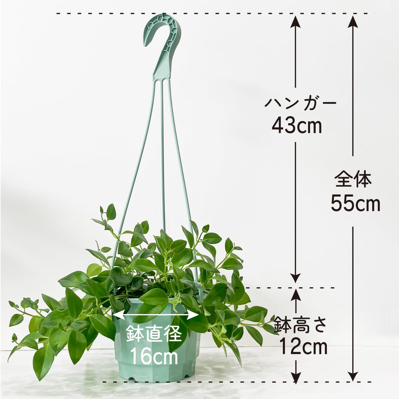 ［現品］95番　エスキナンサス　モナリザ　5号　観葉植物　室内　吊り下げ　人気 Amazon｜エスキナンサス・モナリザ 5号 鮮やかな赤い花 つる性 観葉