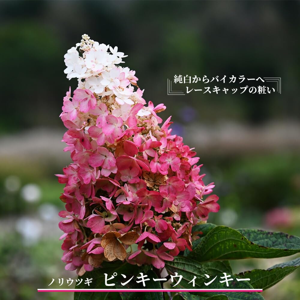 ピラミッドあじさい内容説明ご予約ページ（読む所から） ピラミッドあじさい内容説明ご予約ページ（読む所から）