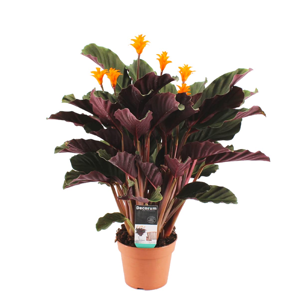 Calathea Crocata Flamme éternelle, pour illuminer votre salon moderne