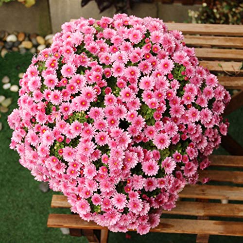 QHYDZ Garden-50pcs Raras Semillas Flores Margarita Inglesa, Bellis Perennis Fácil de Cultivar, Flores de Alfombra para Jardin Patio Balcon