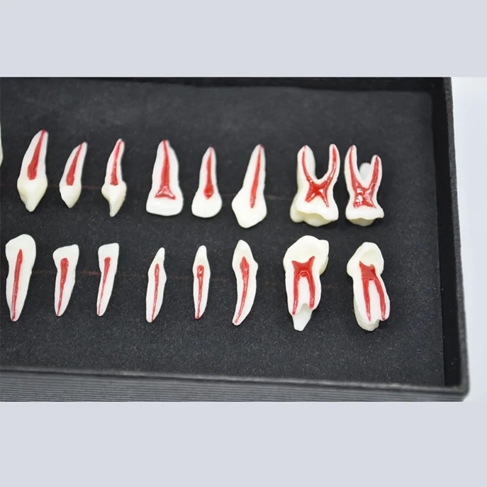Modello dentale completo della bocca in scala 1:1, composto da 28 pezzi, con ingrandimento 2X. Modello didattico per lo studio dei denti, esposizione permanente di corone, radici e polpa dentale.