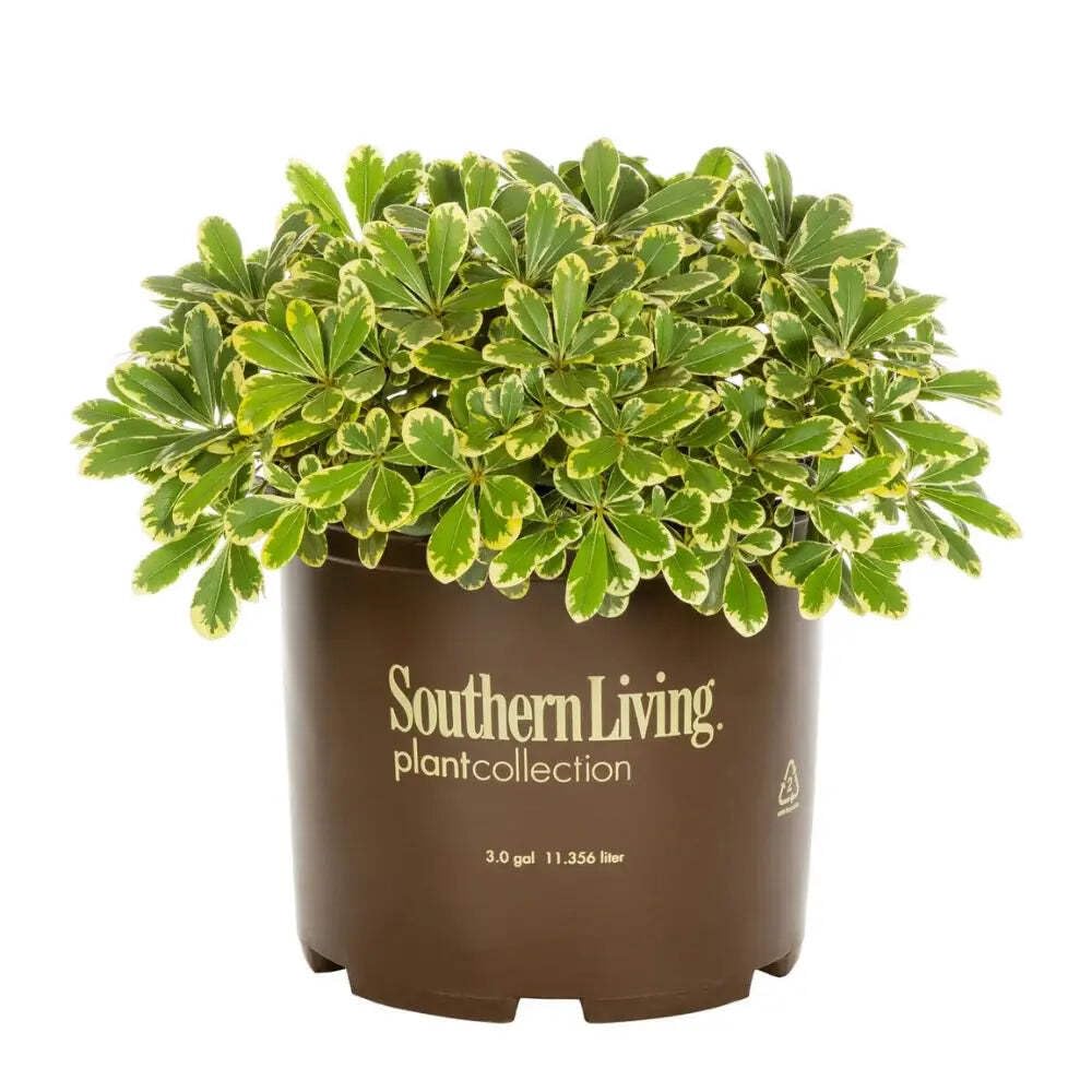 Amazon.com : Mojo Dwarf Pittosporum, 3 Gallon : Patio, Lawn & Garden