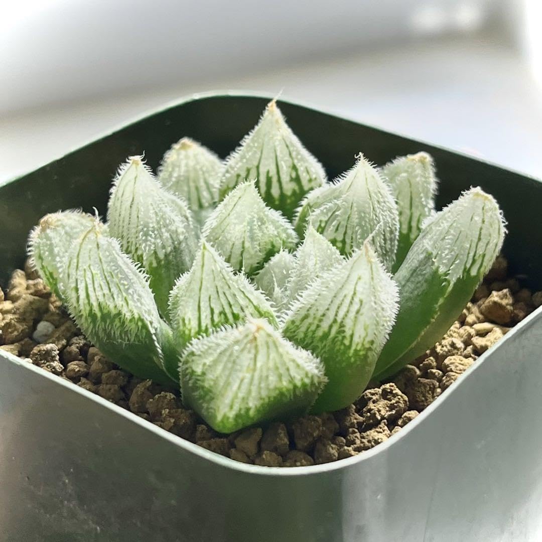 ハオルチア ⭐️闇の森⭐️ 極上品 美苗 美品 発根済み。 Yahoo