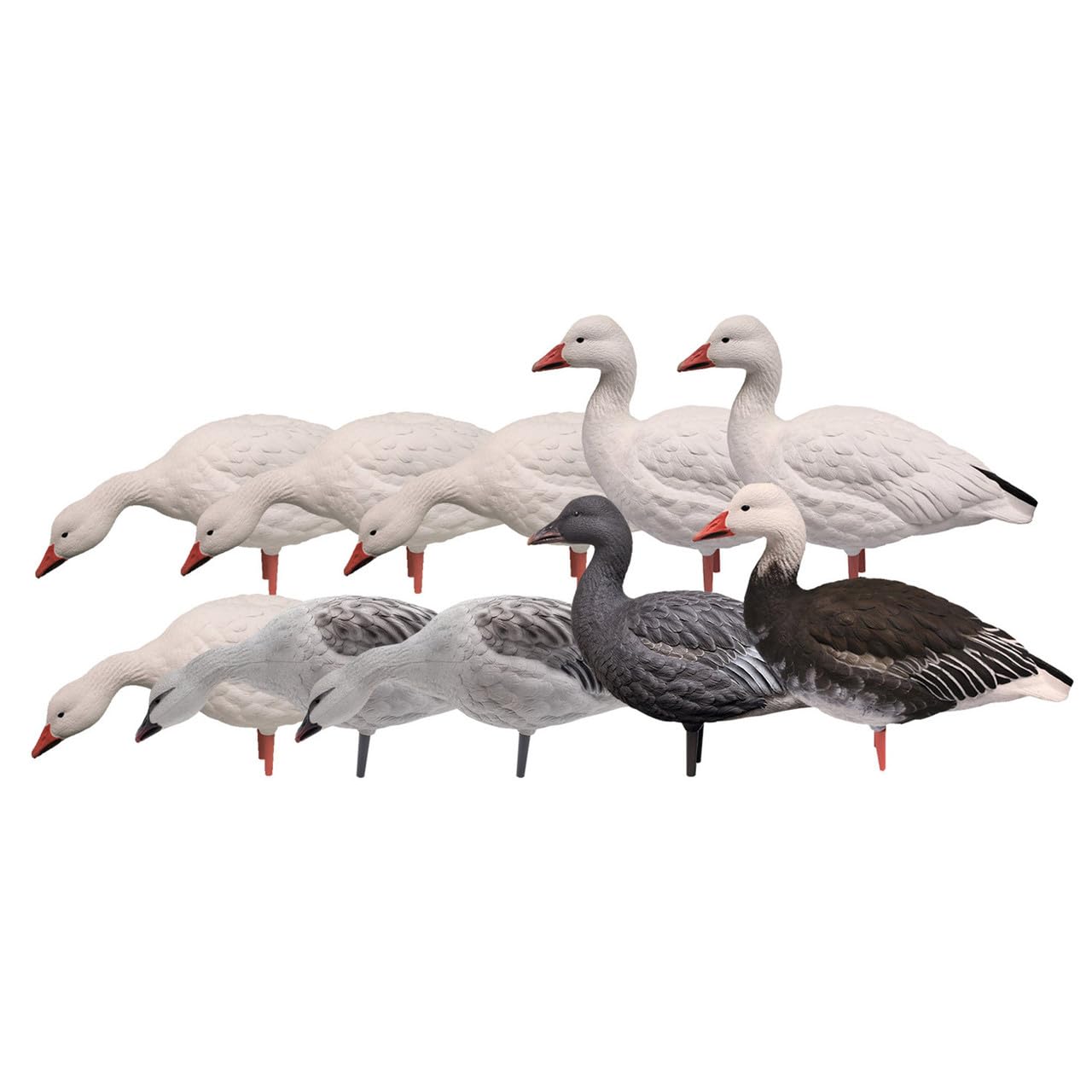 Avian-X AXP