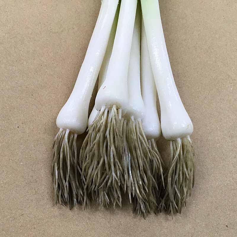 Amazon | 食品サンプル ねぎ・6本束（ワイヤーなし）【果物・野菜