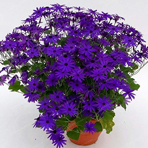 20: 100 pezzi pericallis hybrida Aster Fiore semi di Fiori arcobaleno semi di crisantemo Fiori perenni casa giardino pianta