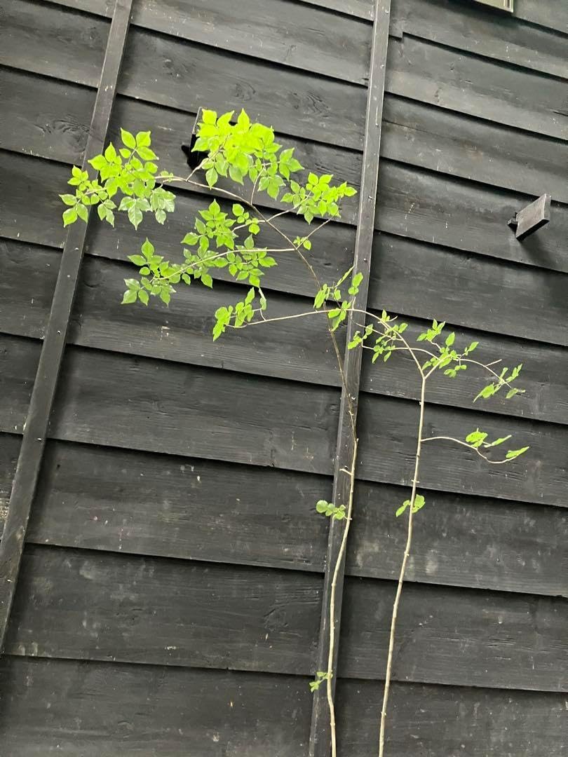 77 山採り アオダモ 山採りアオハダ&アオダモ 樹木販売専門店 - 雑木 77 山採り アオダモ 山採りアオハダ&アオダモ 樹木販売専門店 - 雑木