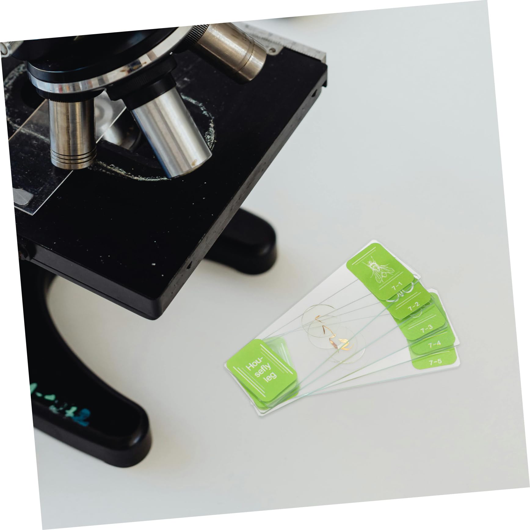 MAGICLULU 35pezzi Vetrini da Laboratorio in Vetro per Microscopio Inclusi Vetrini Preparati e Campioni Adatti Biologia Marina Scienza e Istruzione per Ragazzo Ragazza