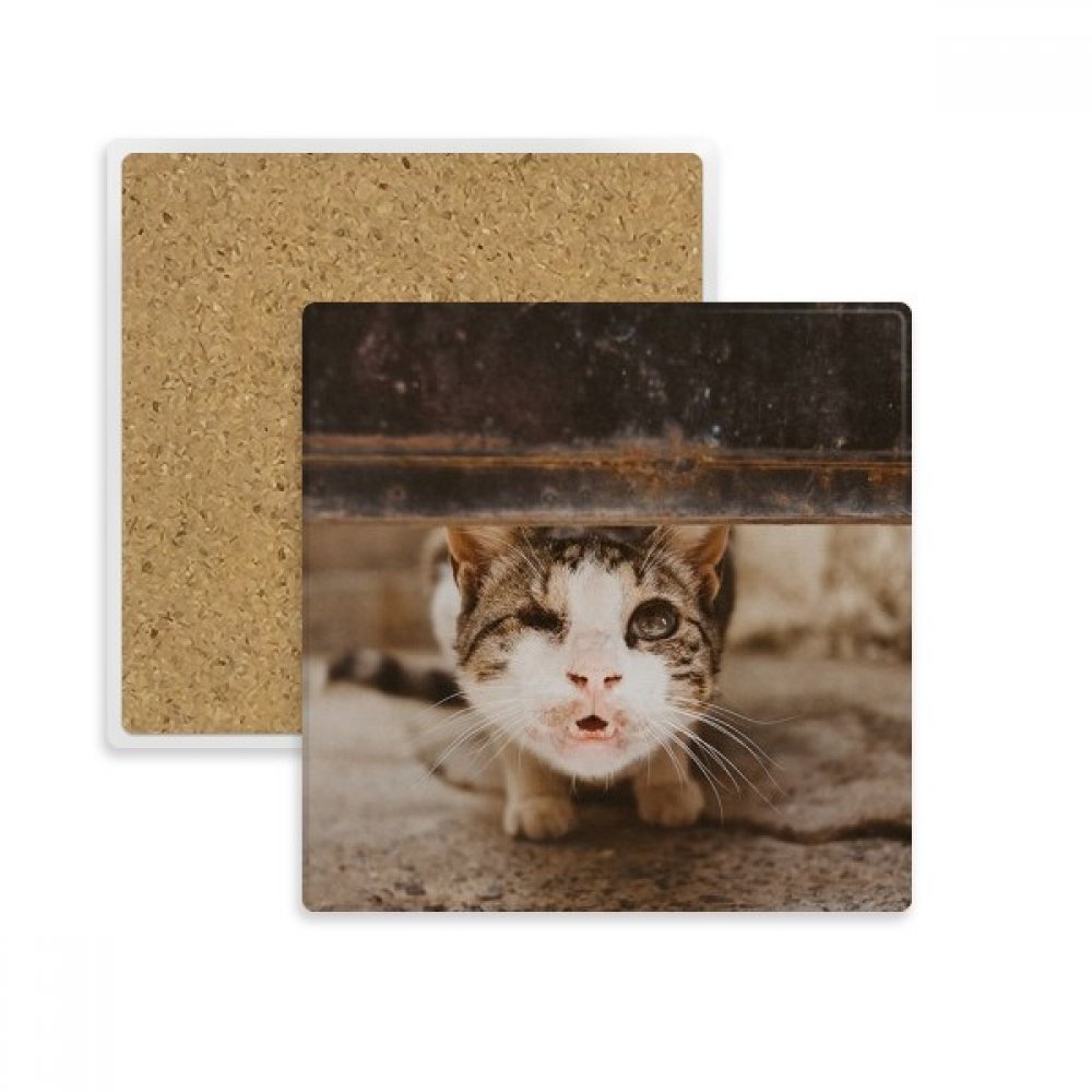 Tache d'eau sur la table ? Le dessous de verre pierre absorbante chat sauve vos meubles