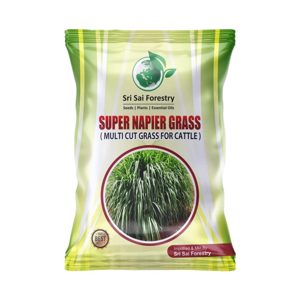 Super Napier Grass Seeds High Yield, Multi Cut Grass for Cow and Goat (1000 Seeds)