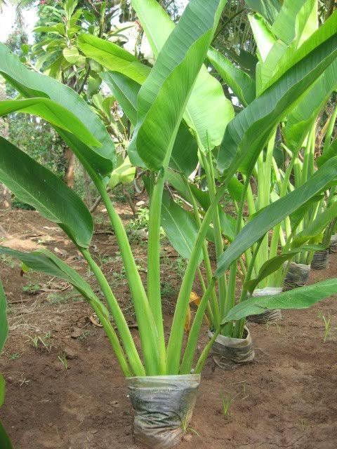 S. D ENTERPRISE Organic Travellers Palm or East-West Palm Live Plant (B0CN3525Z2) Amazon Price History, Amazon Price Tracker