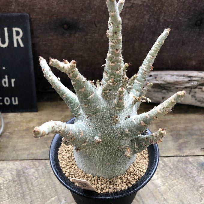 Amazon｜アデニウム アラビカム 塊根植物 蛸足 観葉植物｜観葉植物