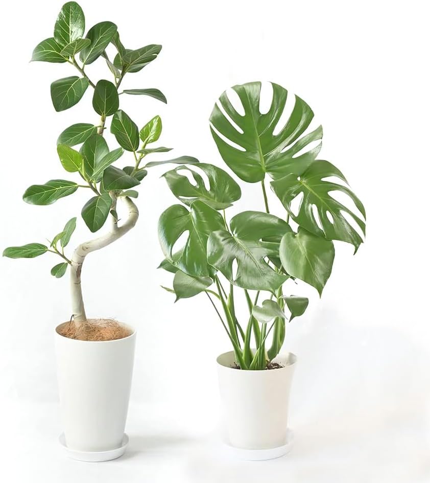 ④　エバーフレッシュ　曲がり仕立て　８号　特大苗木最高等級極上品‼️ ⑱ エバーフレッシュ 曲がり仕立て 8号 特大苗木最高等級極上品