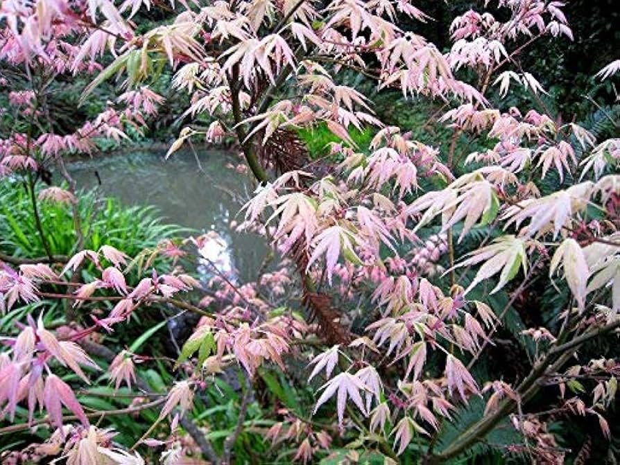 あおみどりクリームピーチ Acer palmatum 'Peaches and Cream' Reticulated Japanese Maple