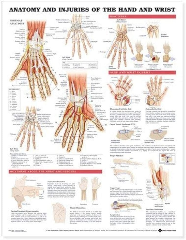 Anatomy and Injury Of Hand And Wrist Anatomical Chart