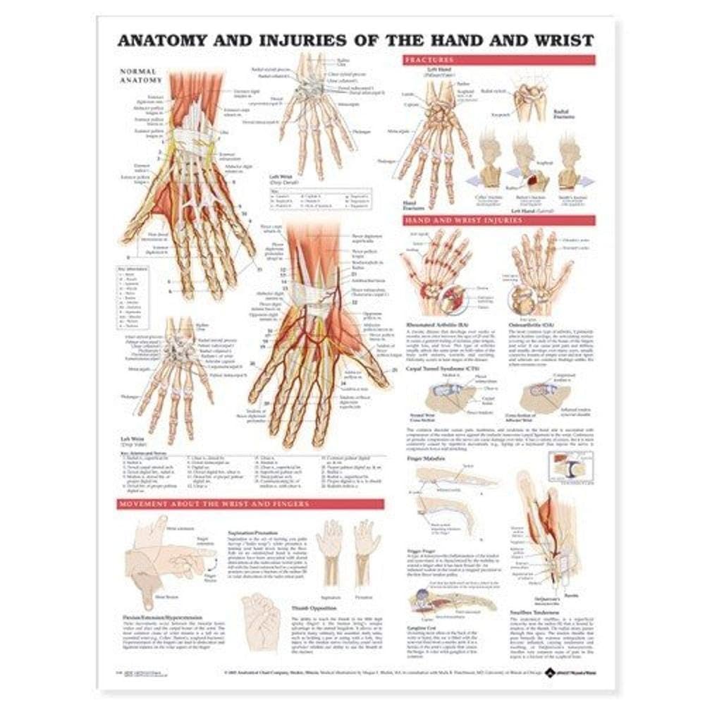Anatomy and Injury Of Hand And Wrist Anatomical Chart