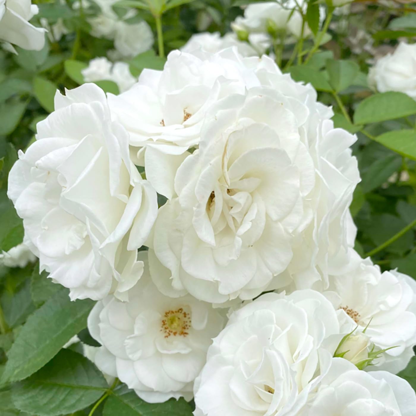 Amazon.co.jp: Keb Rose Cordes Baby Iceberg No. 6 Pot, Keisei Rose